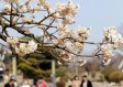 日照最新天气预报（日照最新天气预报来了没）