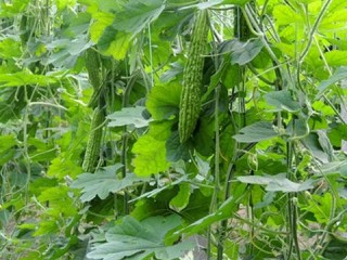 勉县天气预报，小城天气里的生活智慧