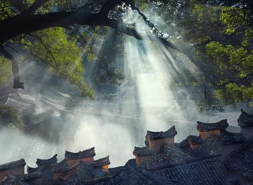 明日黄冈，一场三月雨，万物始更新