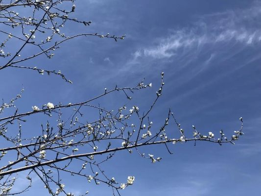 今日天气，阴晴交错间，春意渐浓